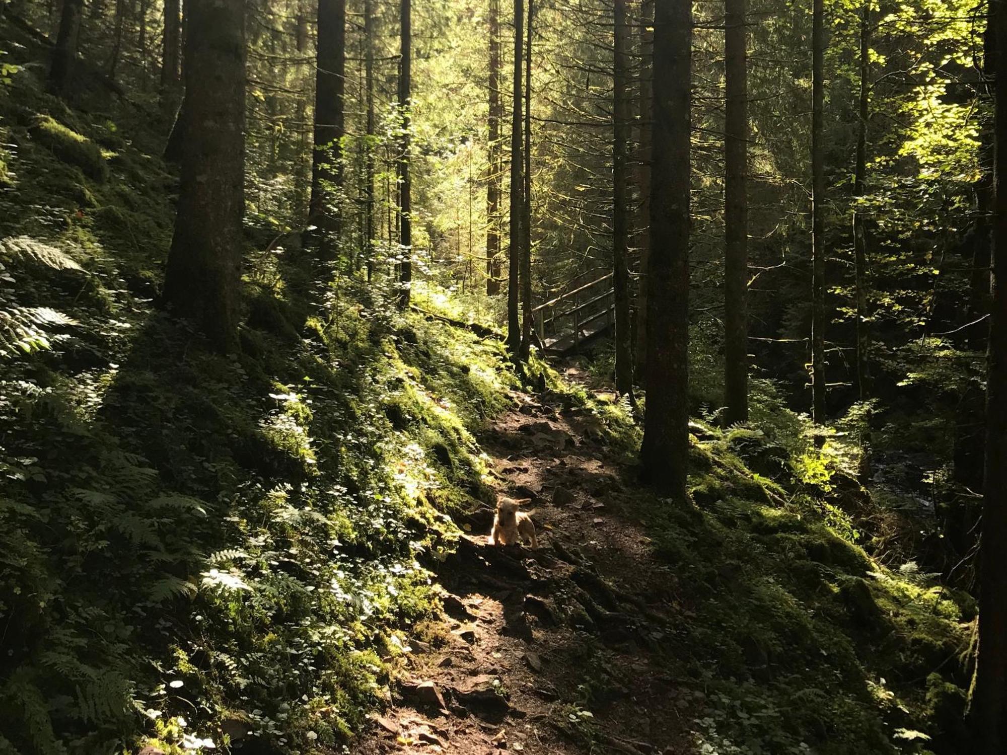Ferienhaus Robin Titisee-Neustadt Kültér fotó