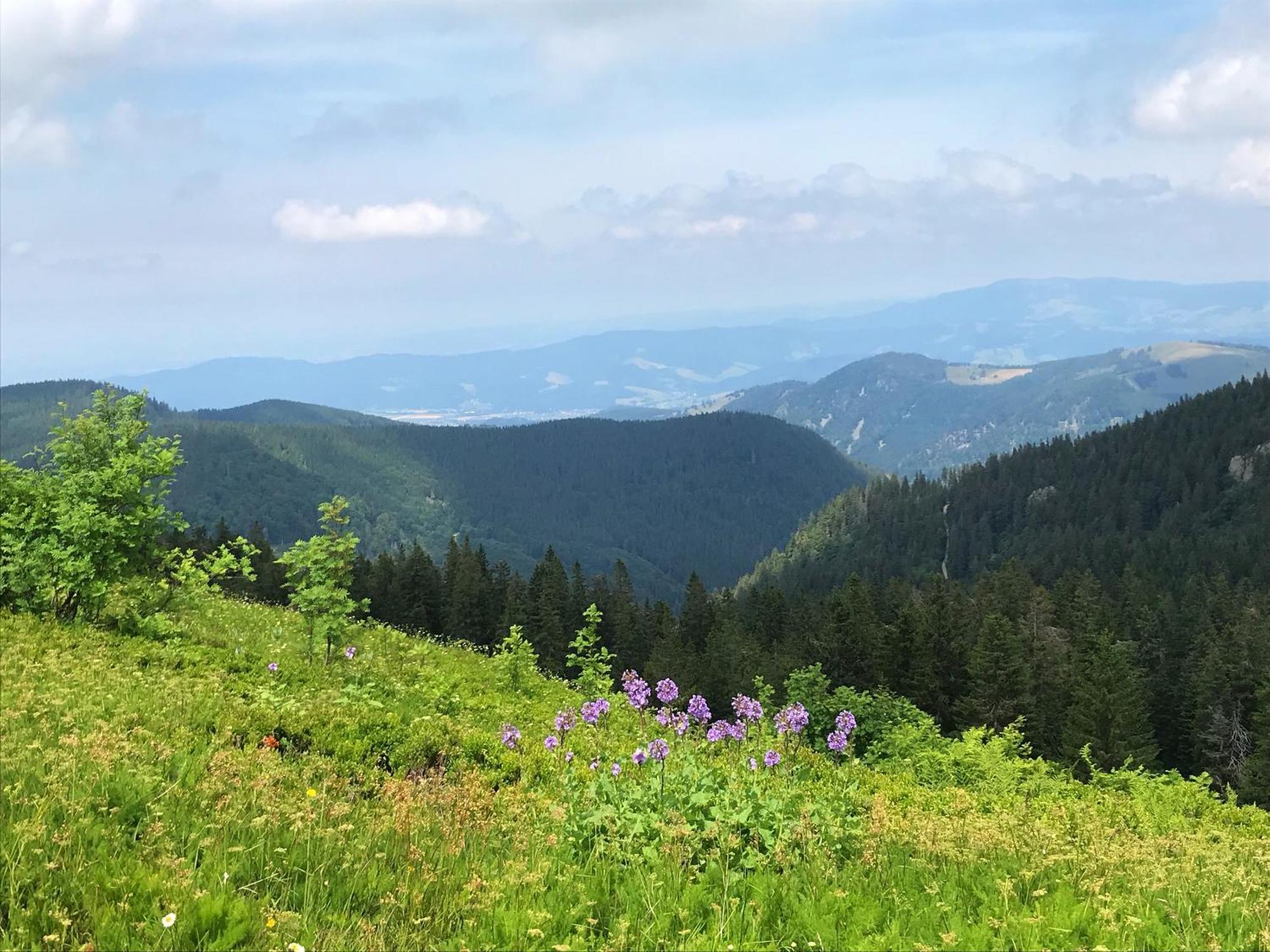 Ferienhaus Robin Titisee-Neustadt Kültér fotó